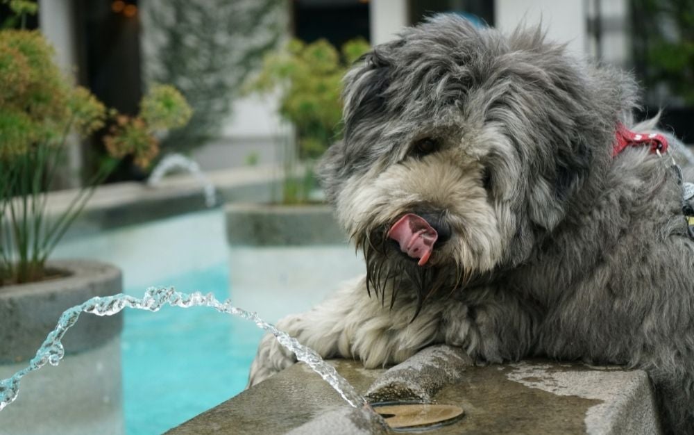 happy dog pet water fountain