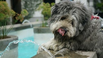 happy dog pet water fountain