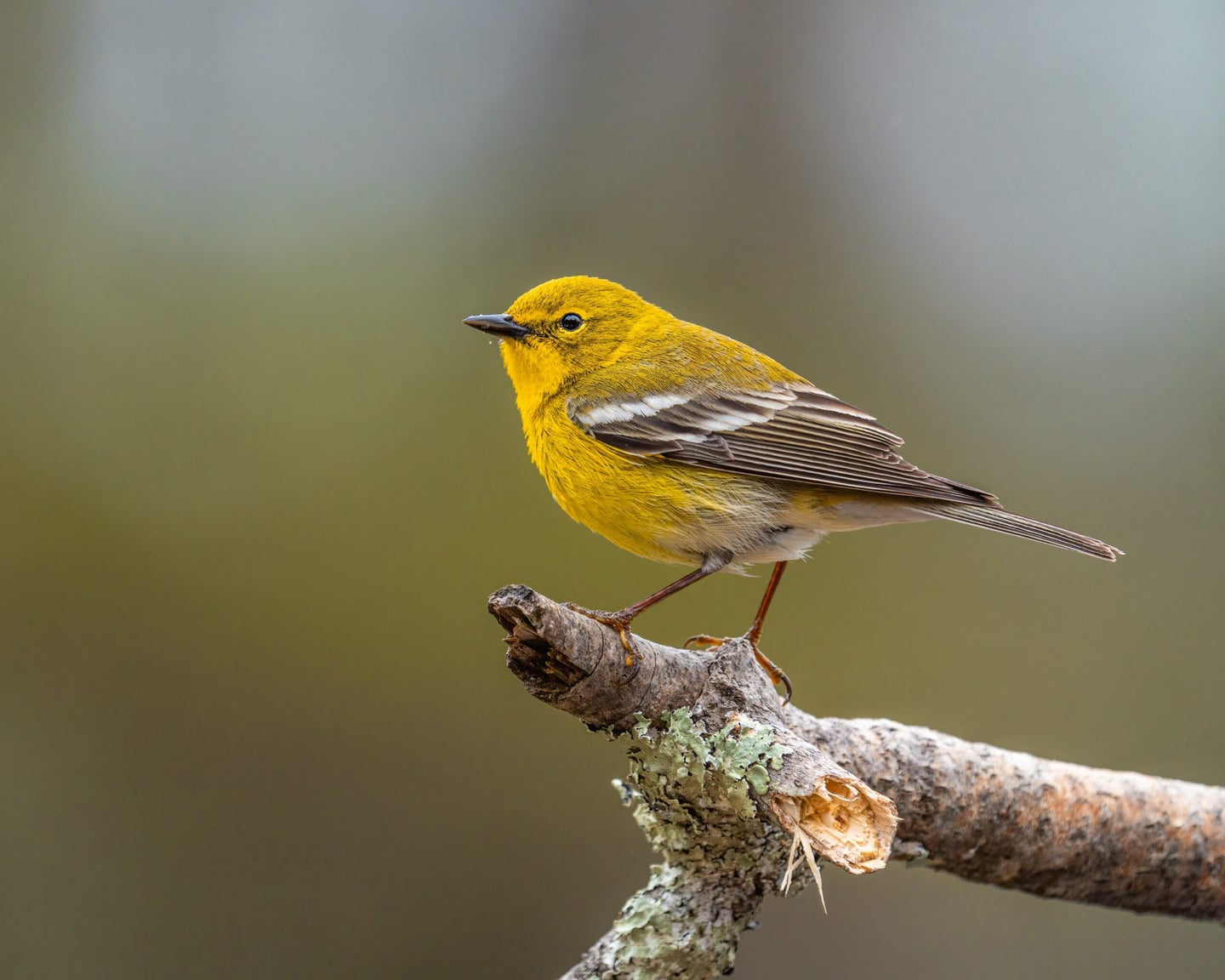 Helping preserve bird species could be as easy as flipping a switch. 