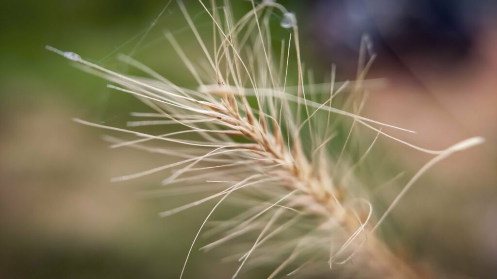 The top of a grass plant, displaying seeds with long threadlike filaments arranged in a similar pattern to a bushy squirrel's tail