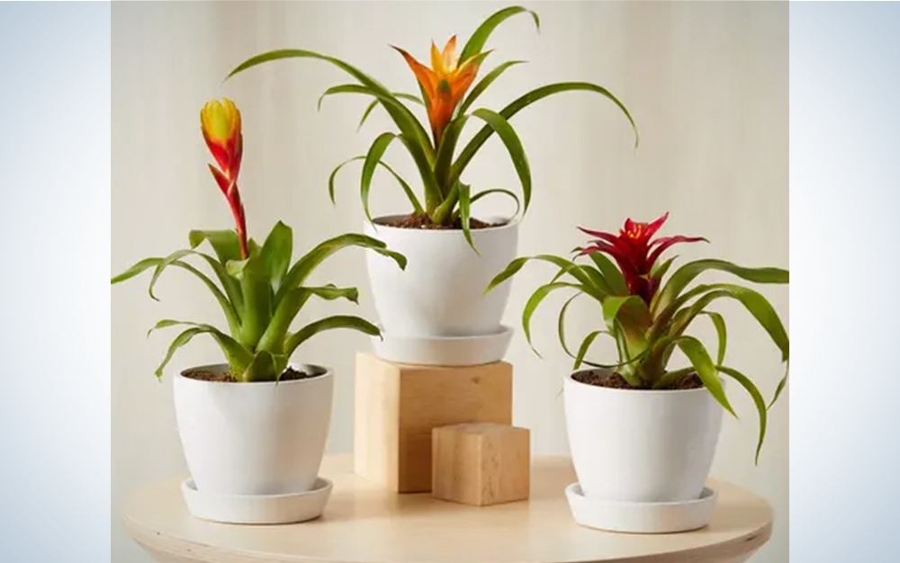 A collection of bromeliads on a wooden table