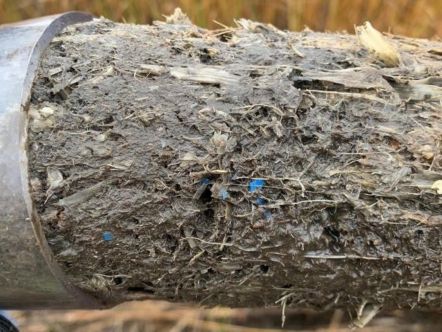 A sediment core from a salt marsh in New Bedford, Mass., containing plastic debris.

