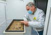 Frank Telewski spreads seeds from the Beal Bottle in a tray in the growth lab.