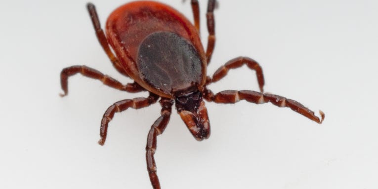 Chronic Lyme disease is a nightmare. Here’s why it’s so hard to detect and treat.