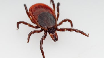 Chronic Lyme disease is a nightmare. Here’s why it’s so hard to detect and treat.