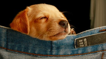 A snoozing little puppy.