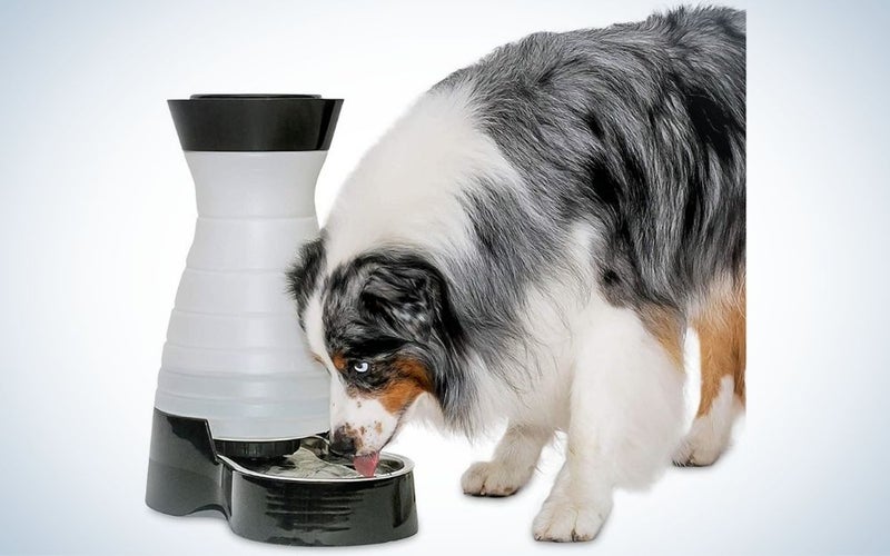 Dog drinking water in a black and white, plastic pet water fountain
