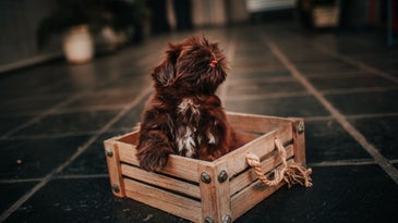 A brown dog which is in the middle of some dark tiles inserted in a wooden box.