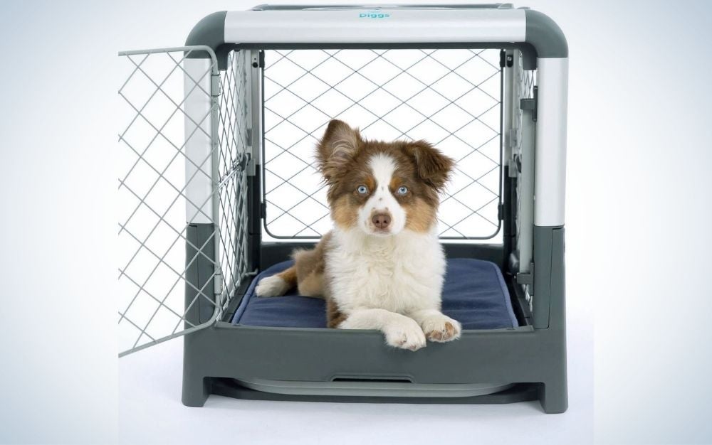 A small white and gray dog ​​that sits and is positioned in a metal dog cage and visible from the outside.