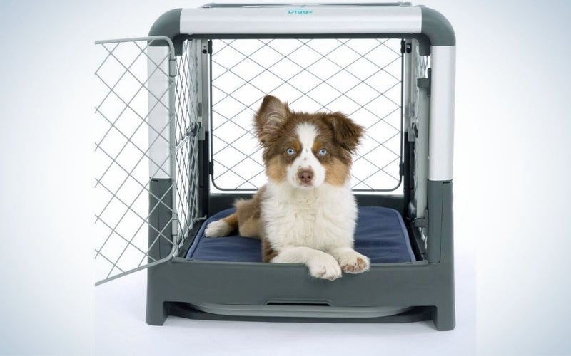 A small white and gray dog ââthat sits and is positioned in a metal dog cage and visible from the outside.