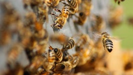 honey bees swarming