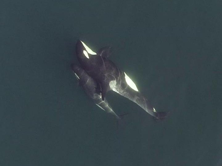 The drone footage also allowed the researchers to measure actual interactions, such as physical touch, between the whales. 