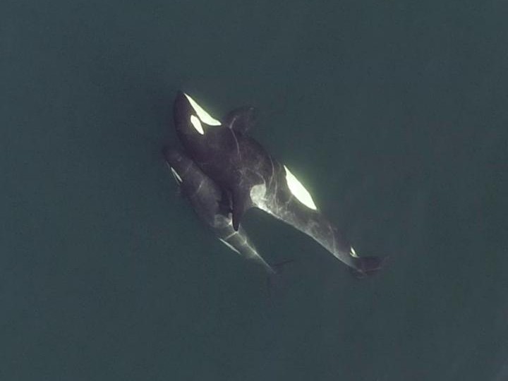 Drones revealed the intricate social lives of these killer whales