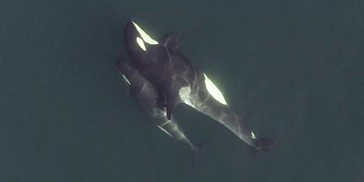 Drones revealed the intricate social lives of these killer whales