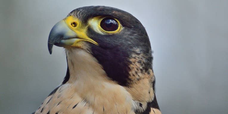 Peregrine falcons have natural eye makeup for a pretty fierce reason