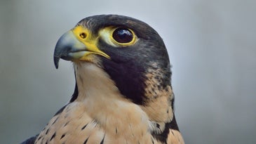 A peregrine falcon.