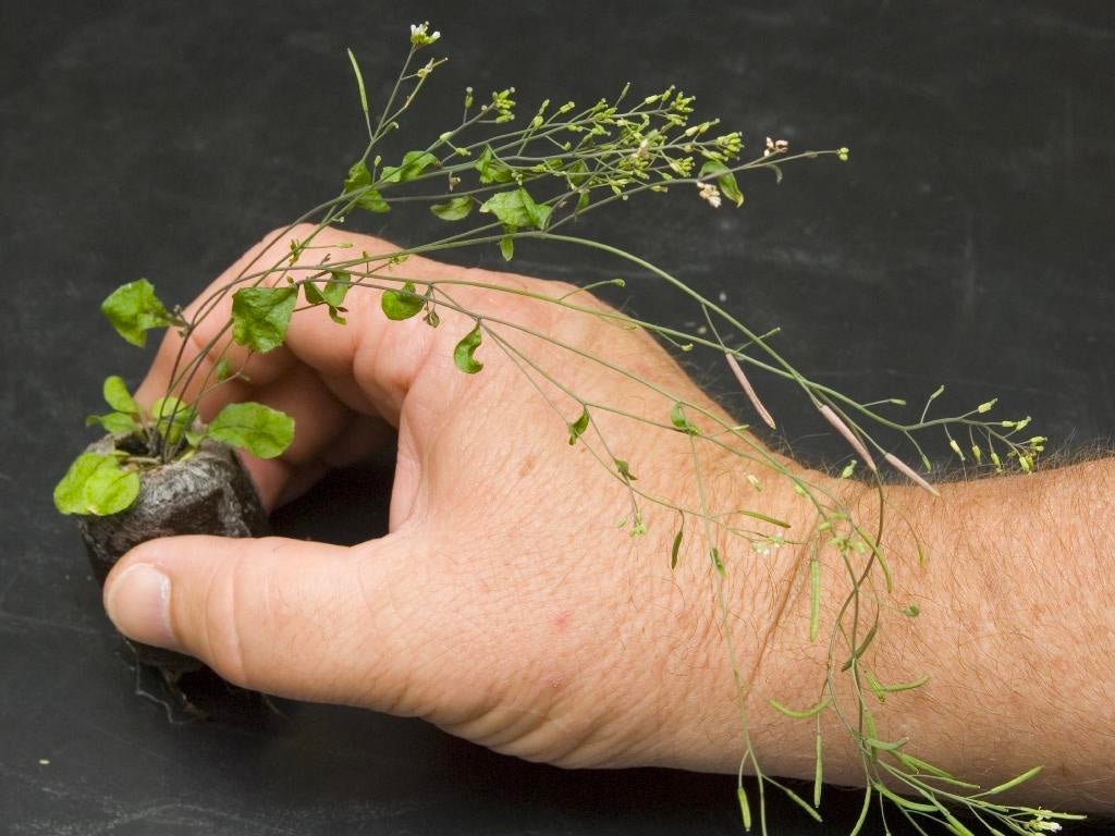 A human hand holds a common weed called a thale cress plant.