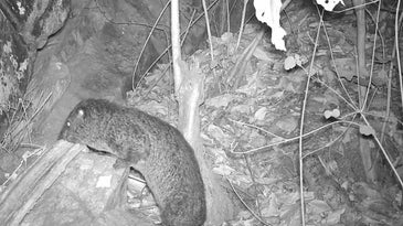 A furry looking, ground-hog like creature climbs onto a rock from the forest floor surrounded by leaf litter and tree saplings at night.