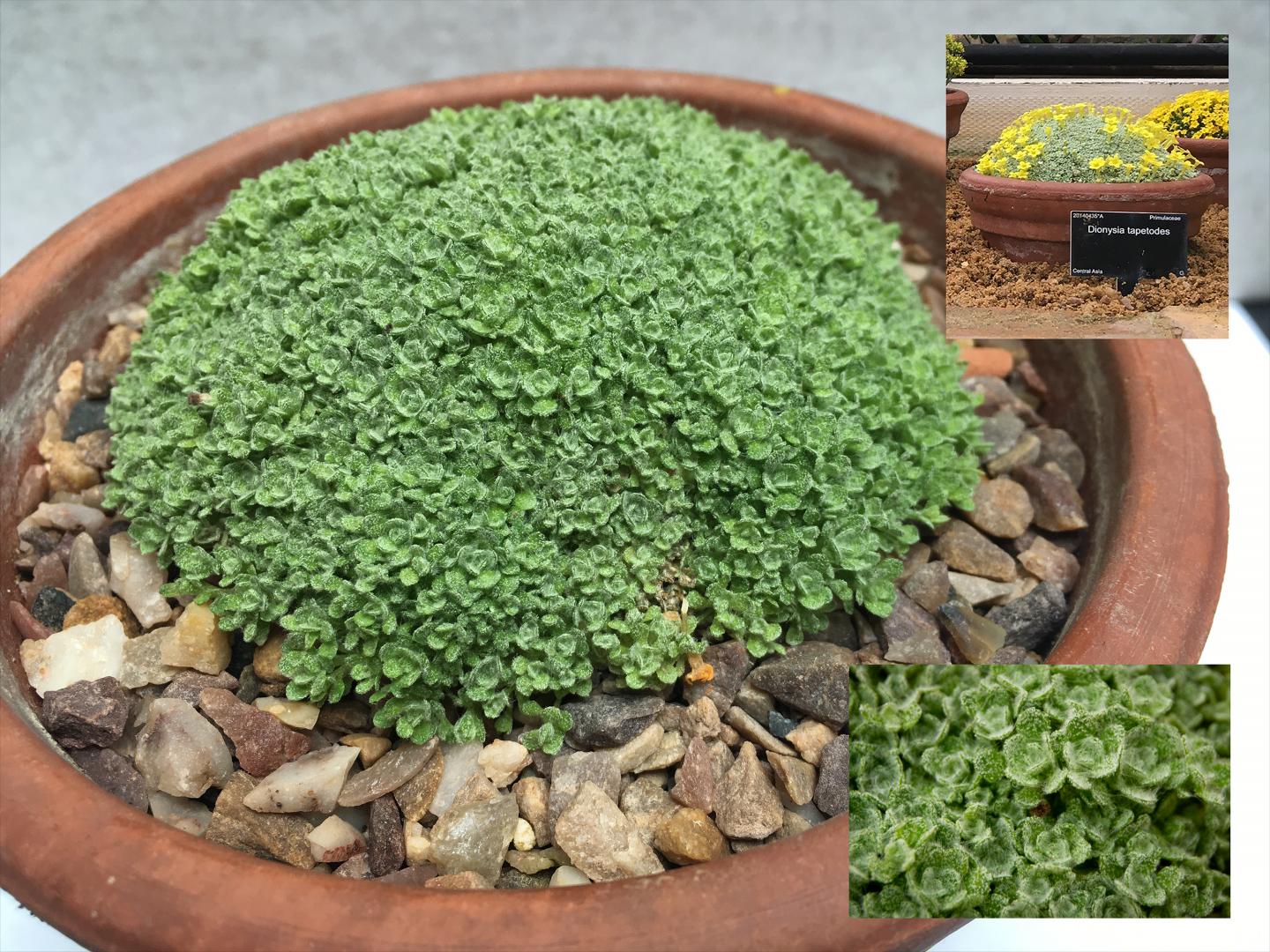 Dionysia tapetodes, an alpine plant in the primula family with yellow flowers, makes its own wool-like substance. 