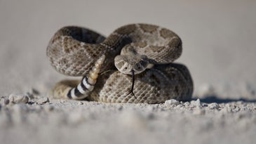 Rattlesnake flicking its tail on the sand