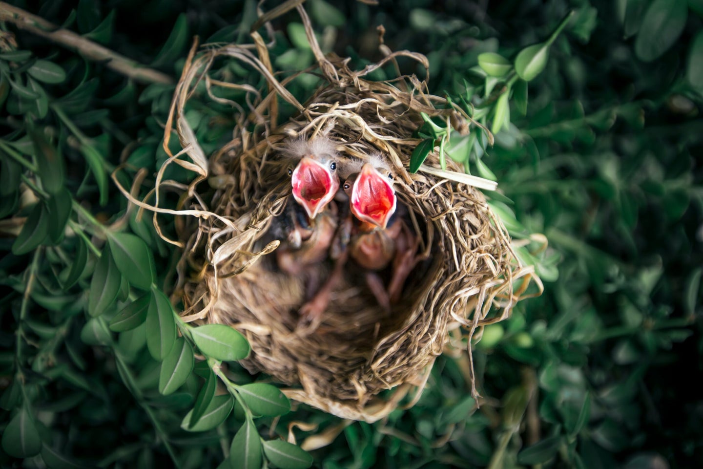baby birds in a nest