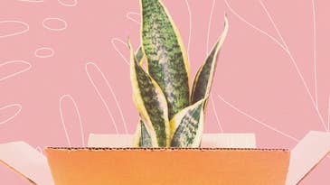 How to ship your beloved houseplants across the country without killing them