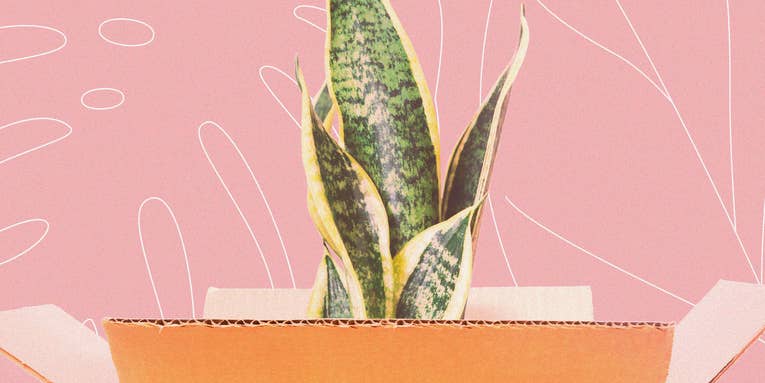 How to ship your beloved houseplants across the country without killing them