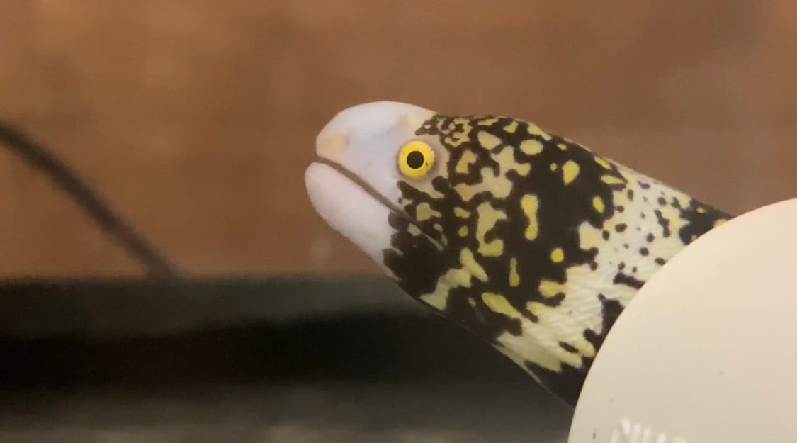 Most fish are suction feeders, and require water to help usher food into their bellies, but the snowflake moray overcomes this with its unique physiology. 