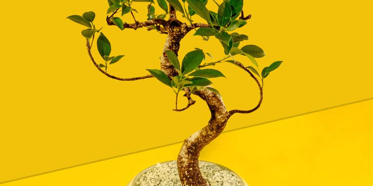 The beauty and science of growing bonsai