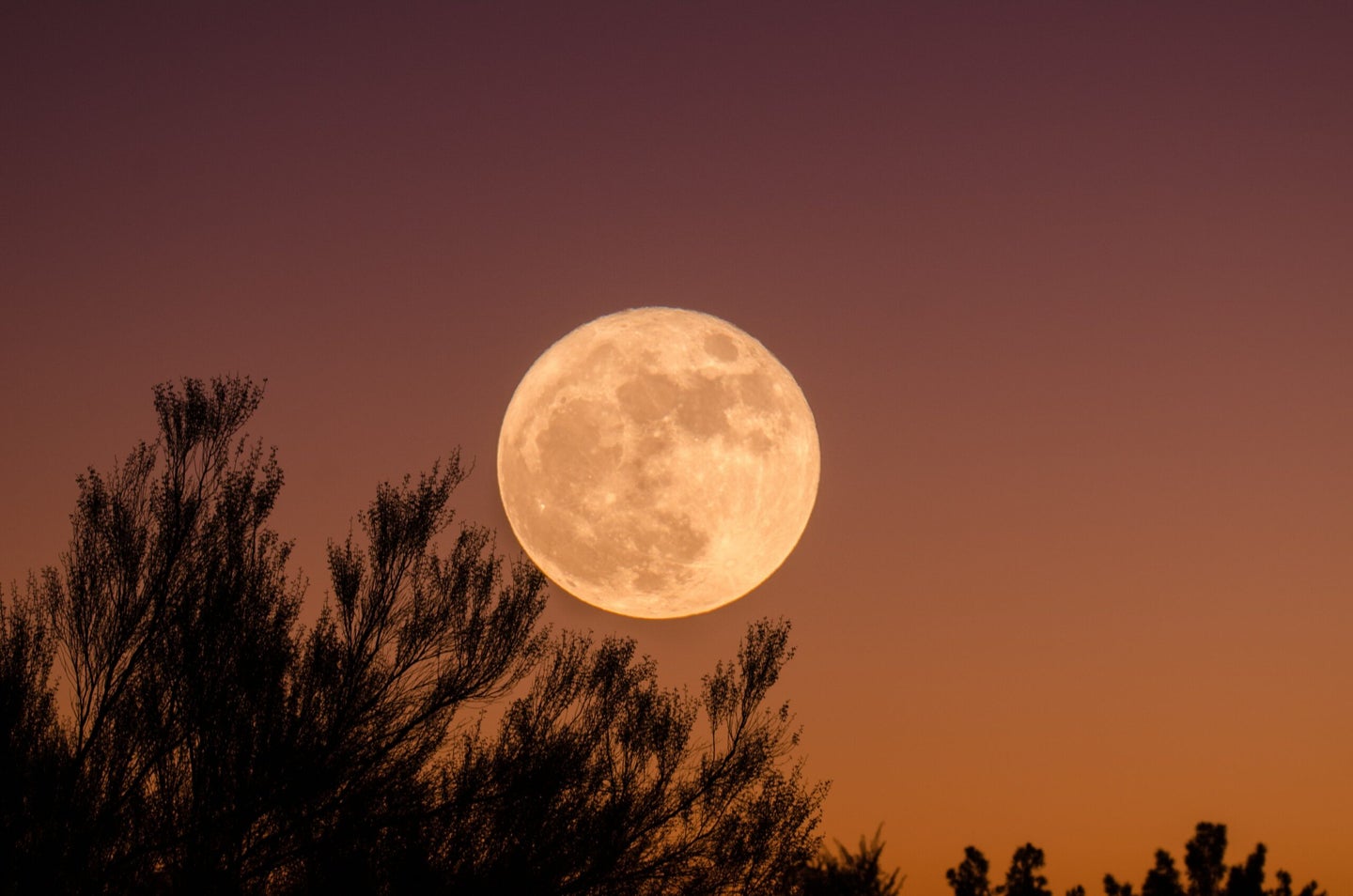 A large, yellow moon rises over the branches of a tree.