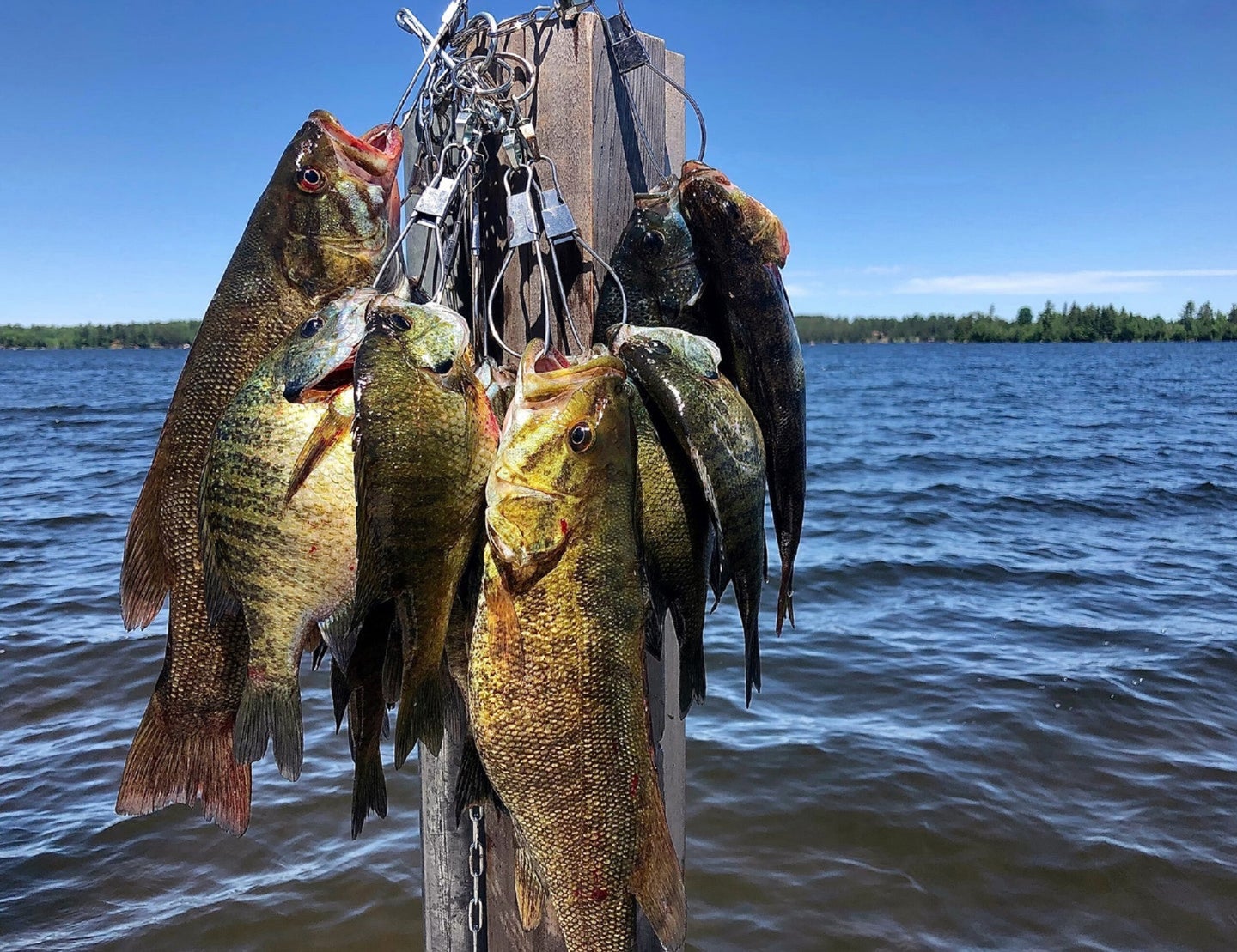 Gamefish hung up on a line on a lake dock