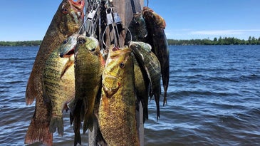 Gamefish hung up on a line on a lake dock