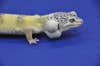 A Lemon Frost leopard gecko stands against a blue background. Two large white lumps protrude from the lizard's neck.