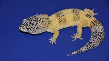 These popular pet lizards may hold the key to studying skin cancer