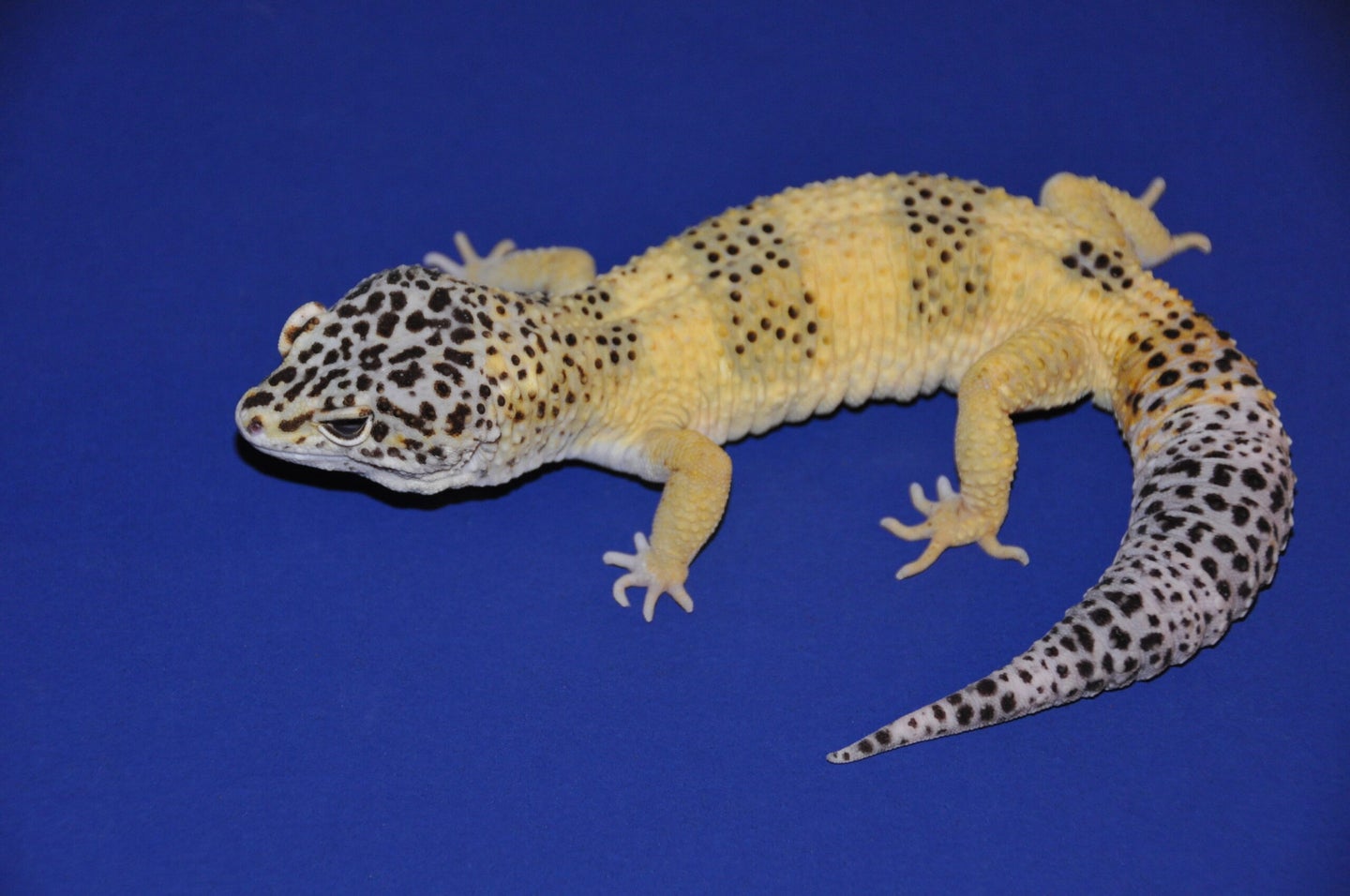 A speckled, white, beige, and lemon yellow gecko sits against a blue background.