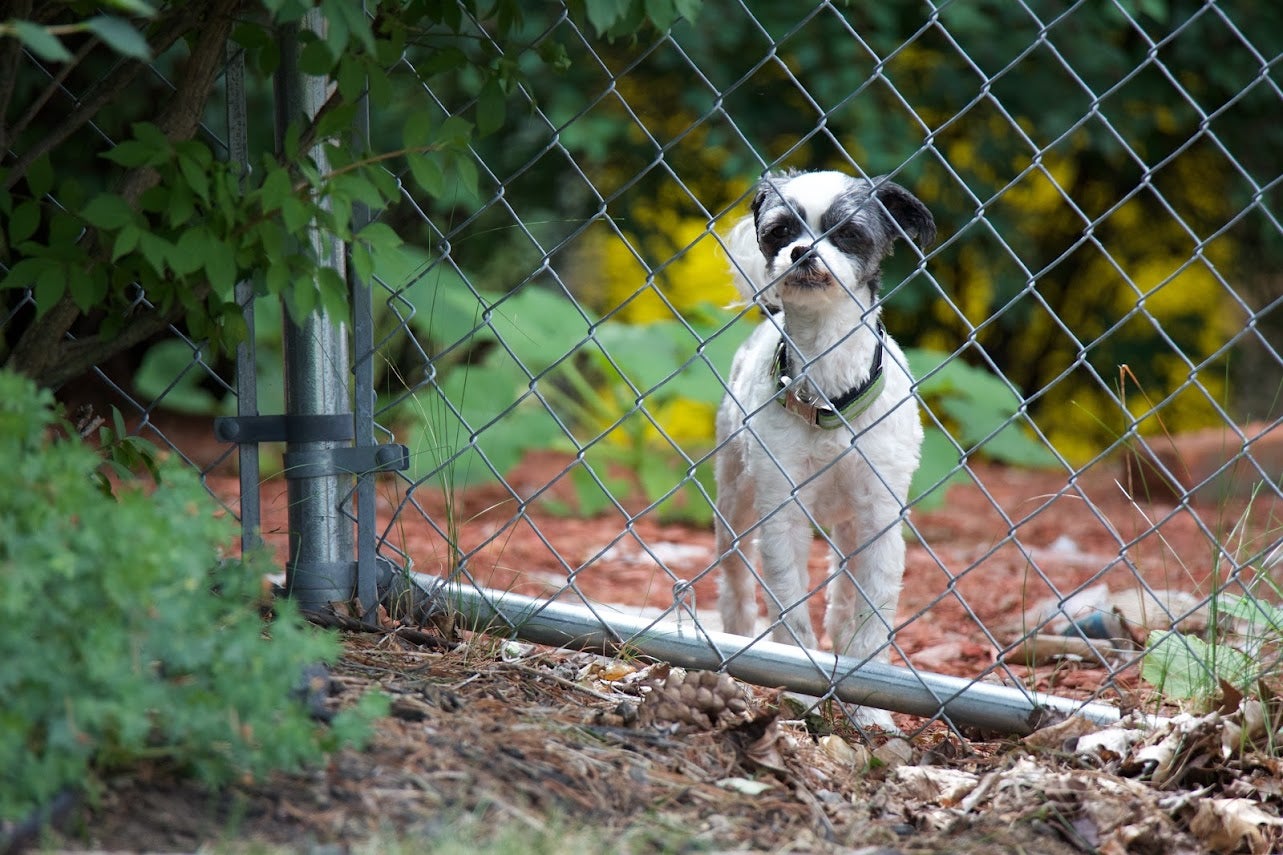 A dog behind a fence wishing it had some of the best wet dog food
