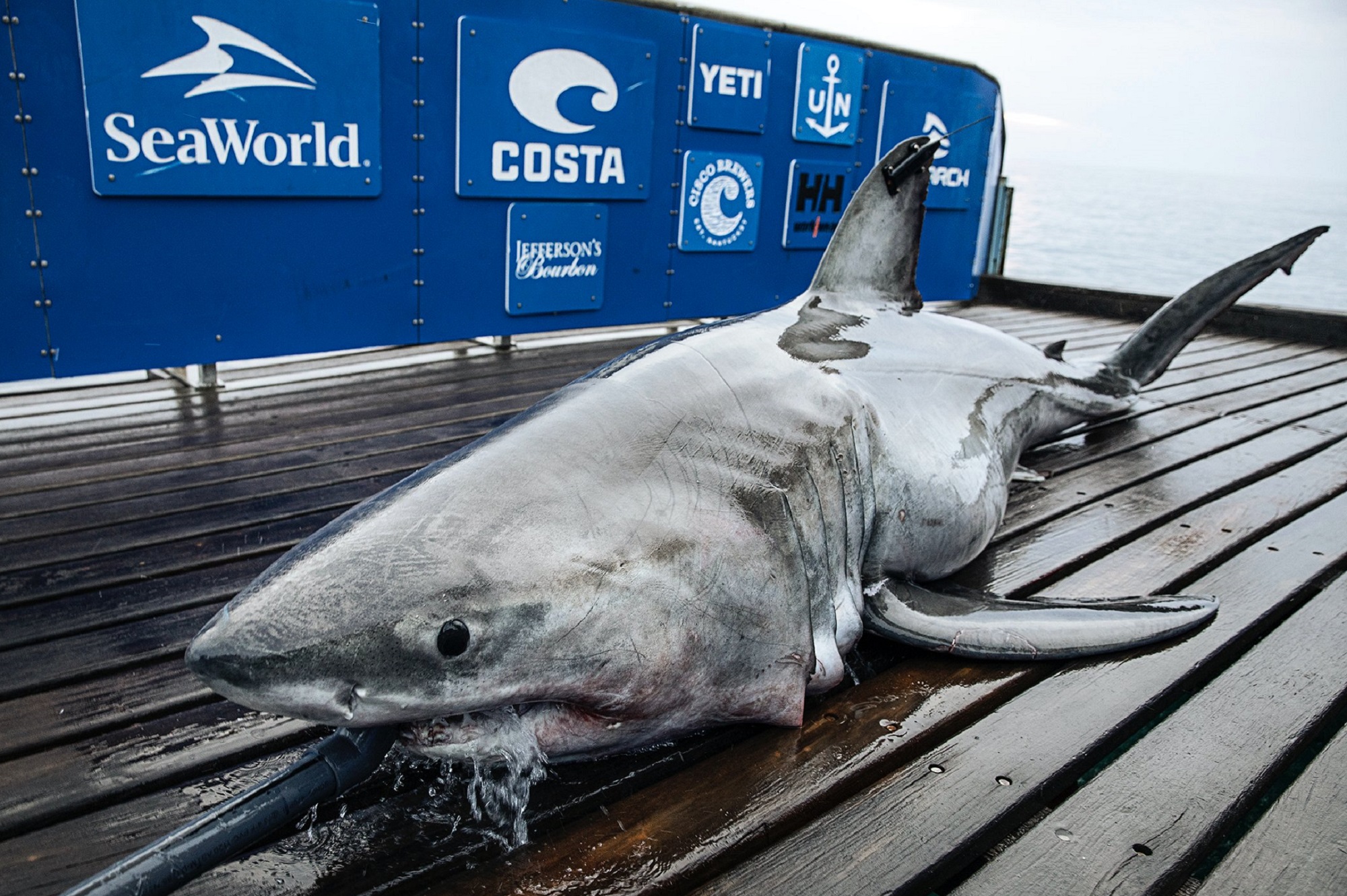A great white shark on the deck of a blue-sided research boat