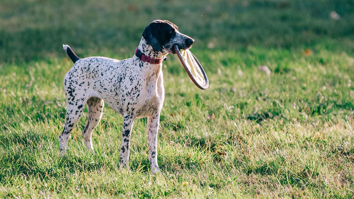 A German short-haired pointer is ready for the best dry dog food after its game of fetch.