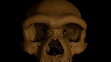 A 3-D rendering of a human-like skull faces forward against a black background. The skull is a tan color and has a pronounced brow ridge, large nose cavity, and square-ish eye sockets. The lower jaw is absent.