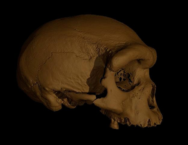 The Harbin skull is massive, with a brain case suggesting a brain size close to modern humans. But the pronounced brow ridge suggests relatedness to more primitive archaic human lineages. [Still from video]