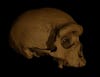 The Harbin skull is massive, with a brain case suggesting a brain size close to modern humans. But the pronounced brow ridge suggests relatedness to more primitive archaic human lineages. [Still from video]