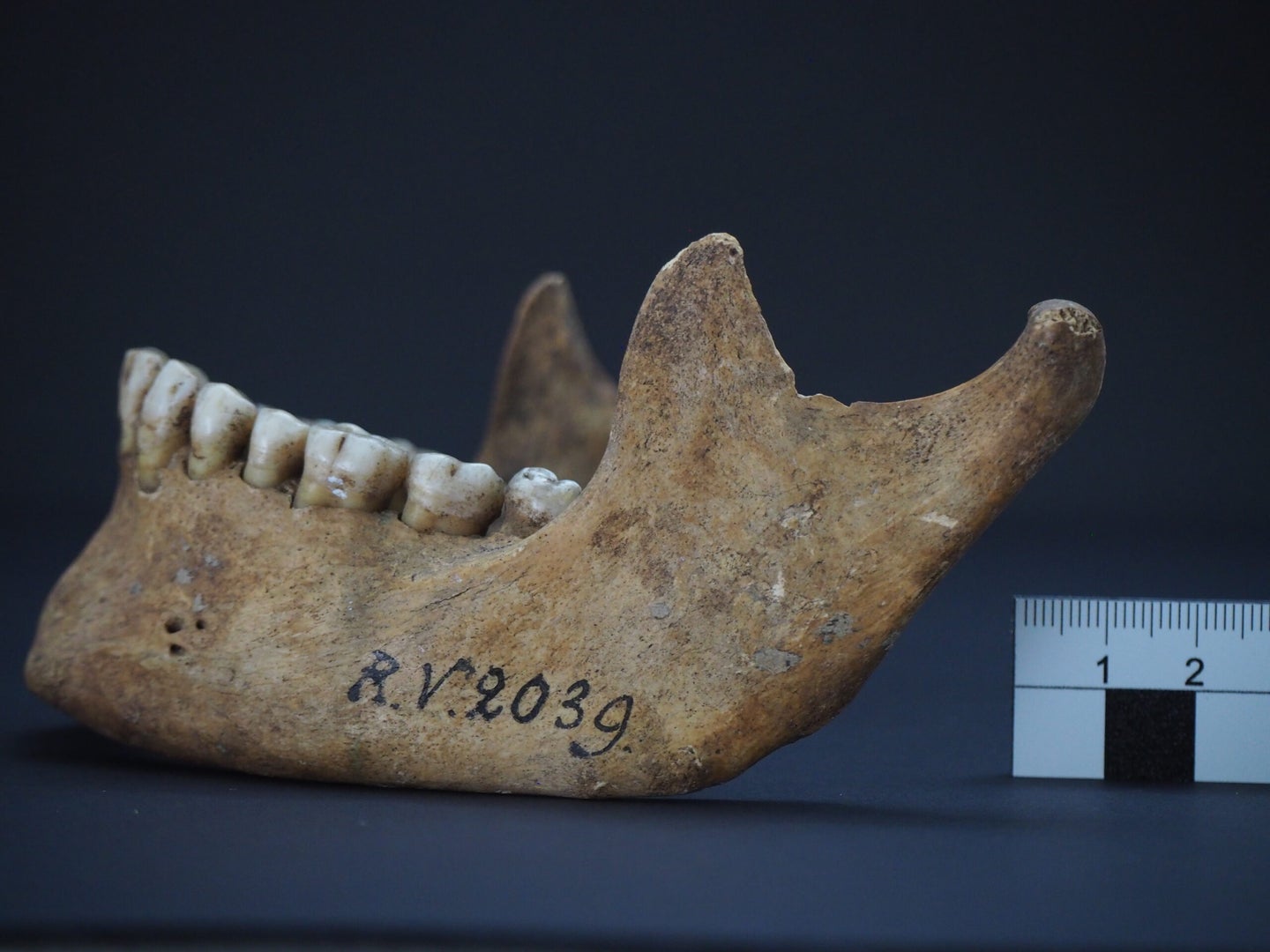 A highly weathered human jaw bone, labeled RV 2039.