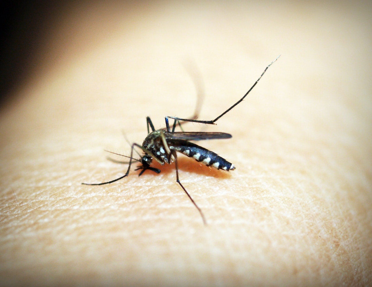 Close-up of mosquito on human skin.
