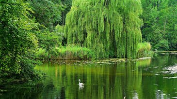 Willow trees could be a sustainable (and beautiful) way to treat wastewater