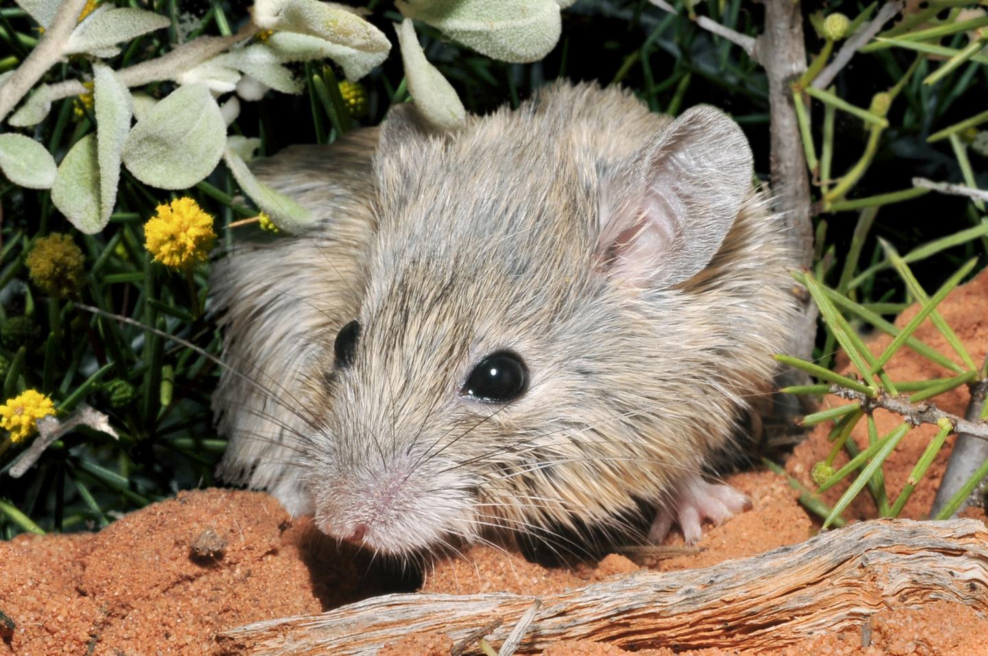 Close-up of a furry, grey and beige mouse with round ears standing on red dirt.