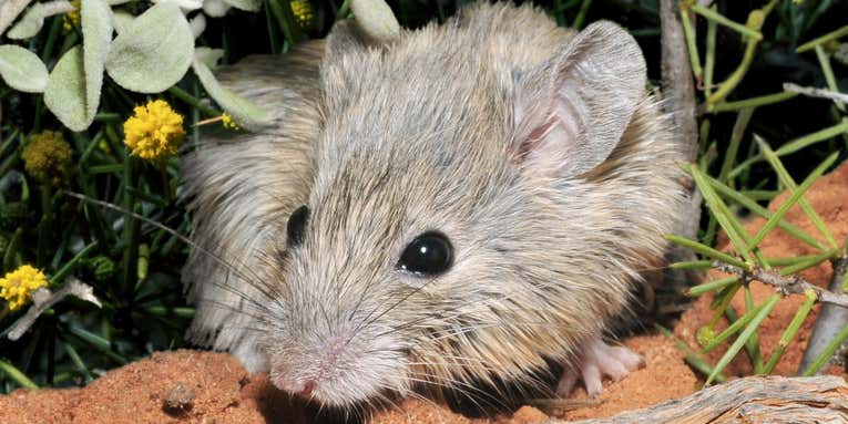 An ‘extinct’ Australian mouse has been thriving on a remote protected island