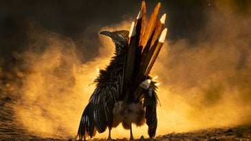 11 astounding bird scenes from the 2021 Audubon Photography Awards
