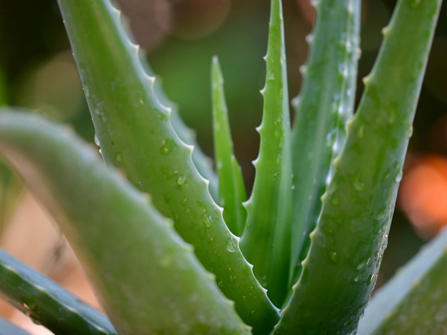 Close up to aloe vera plant