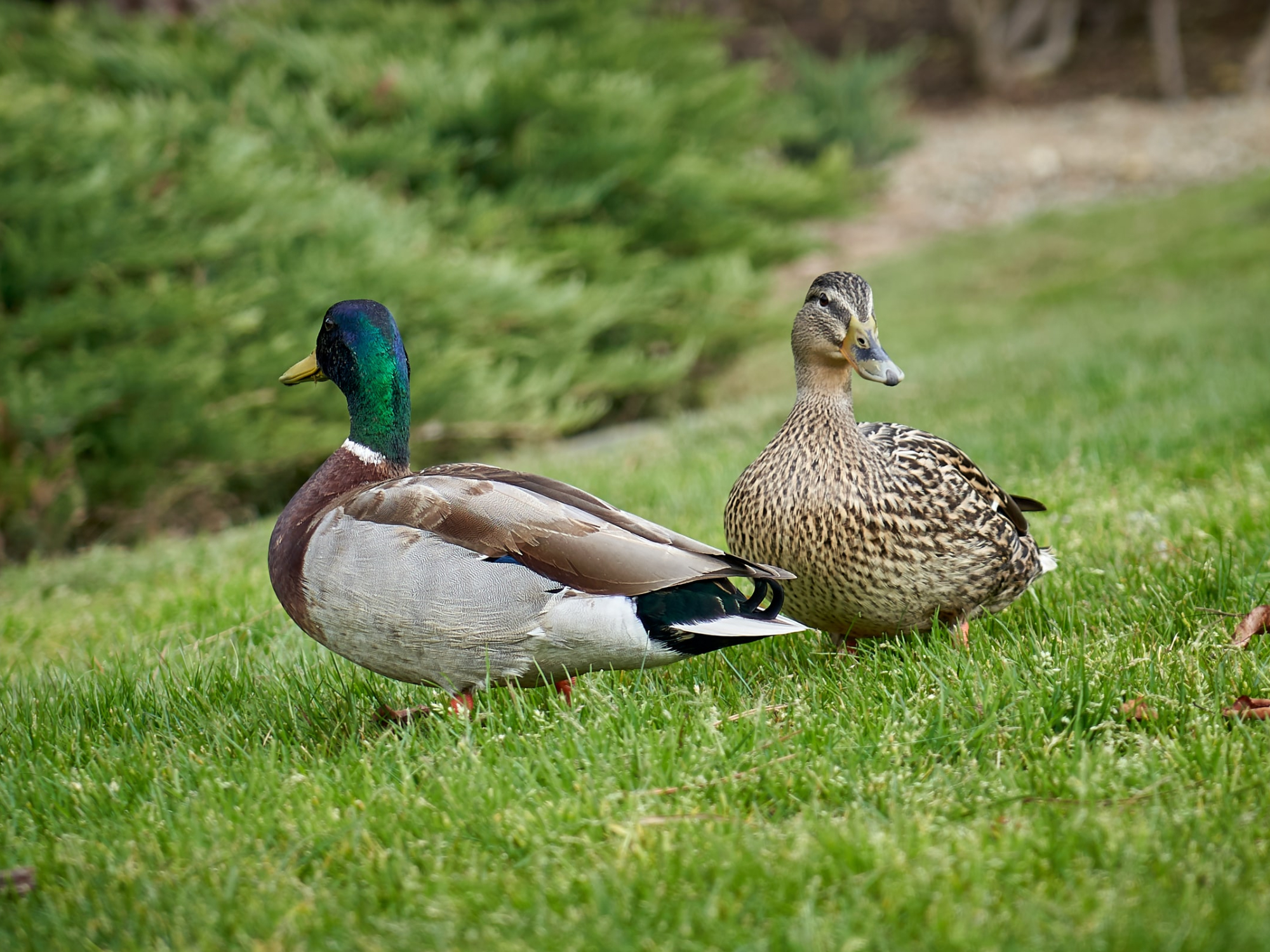 A male and a female mallard duck in some green grass by some bushes.
