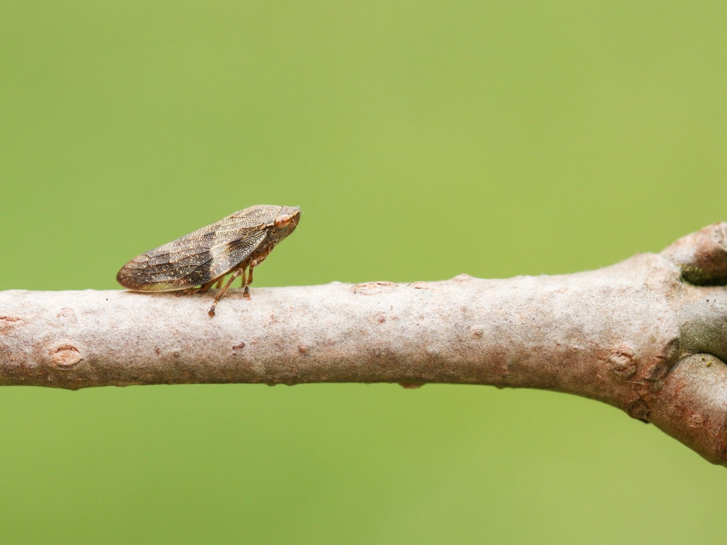 Froghoppers work immensely hard for their supper. Sometimes they’ll consume fluid for 24 hours straight. 
